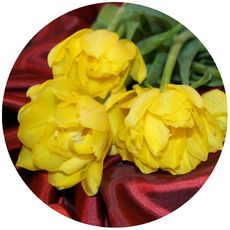 Tulpen-gelb-2.jpg